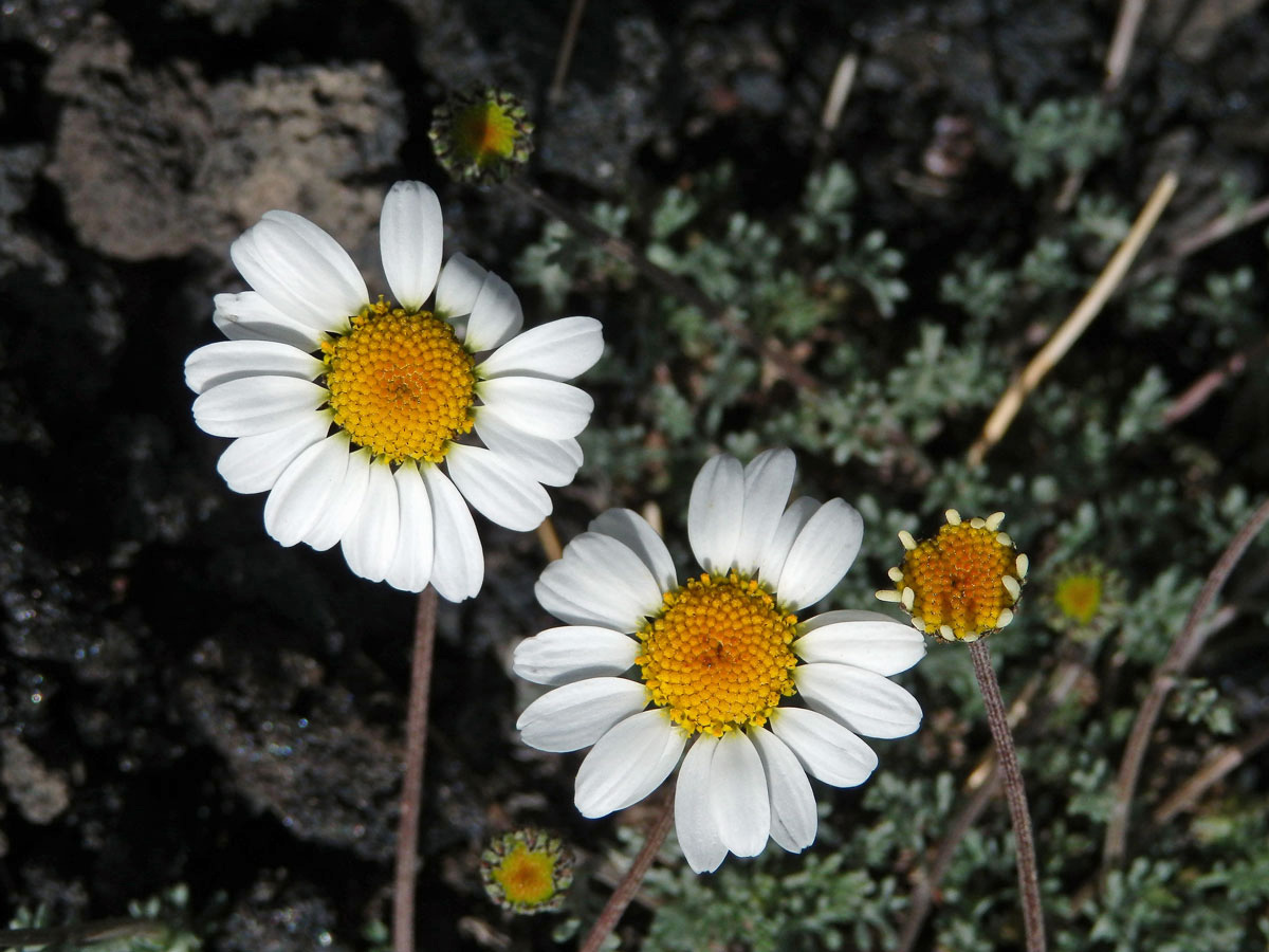 Rmen (Anthemis aetnensis Schouw)