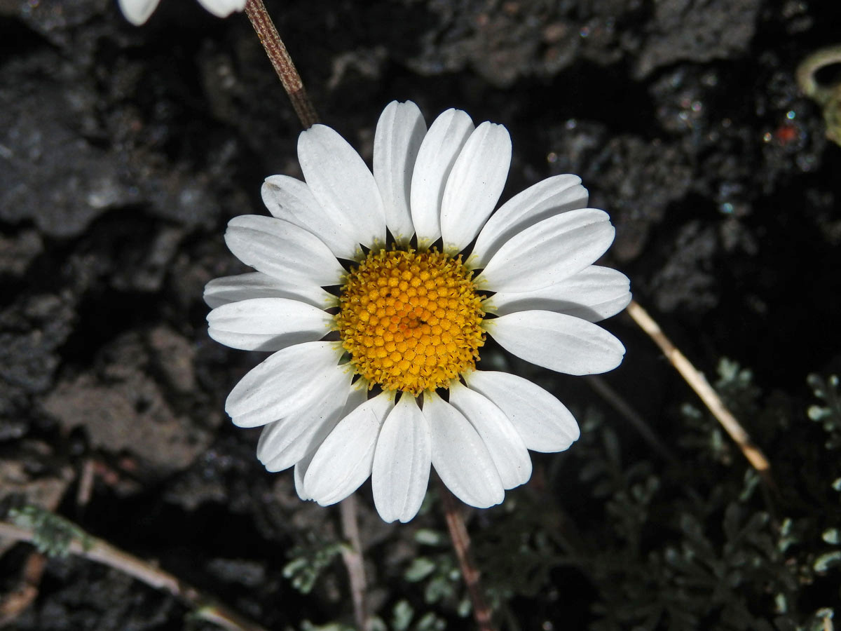 Rmen (Anthemis aetnensis Schouw)