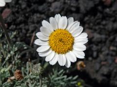 Rmen (Anthemis aetnensis Schouw)