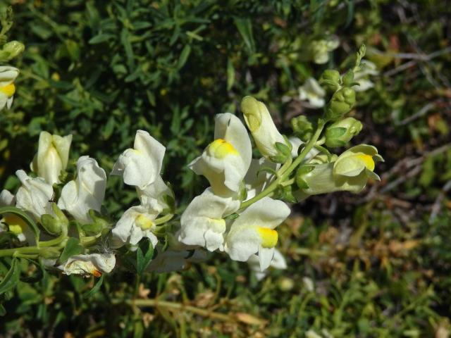 Hledík (Antirrhinum siculum Mill.)