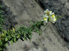 Hledík (Antirrhinum siculum Mill.)