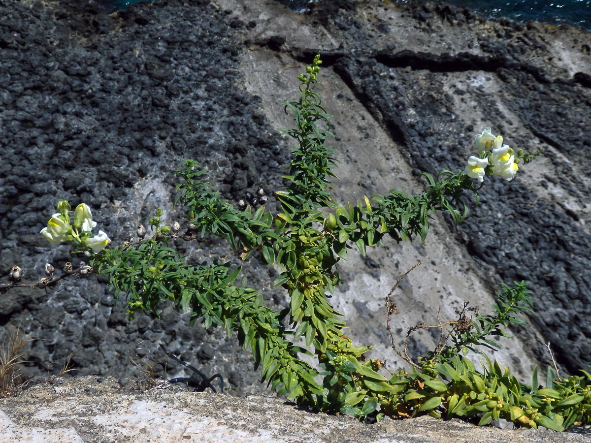 Hledík (Antirrhinum siculum Mill.)