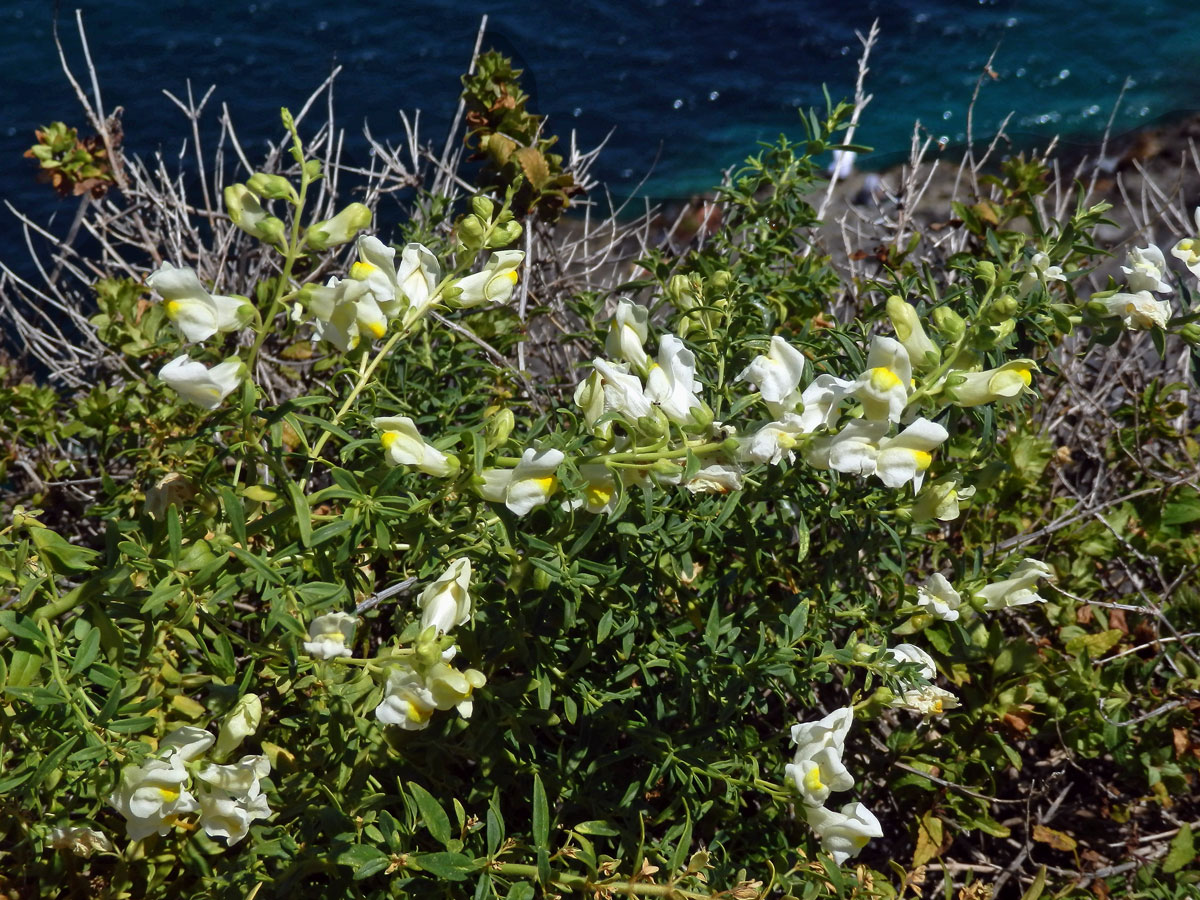 Hledík (Antirrhinum siculum Mill.)