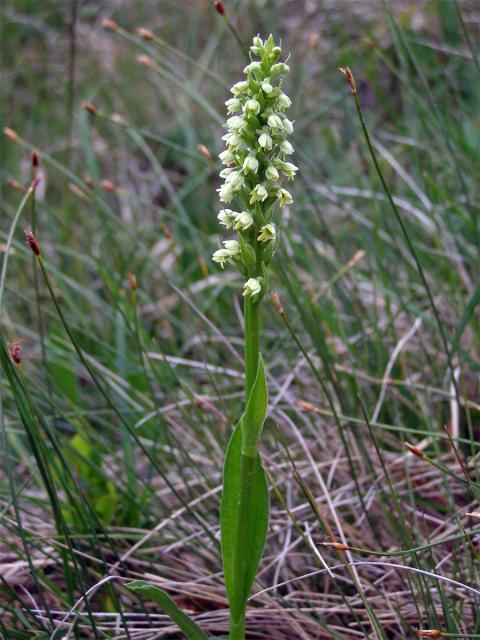 Běloprstka bělavá (Pseudorchis albida (L.) Á. Love et D. Love)