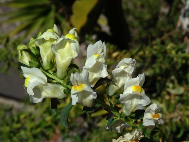 Hledík (Antirrhinum siculum Mill.)