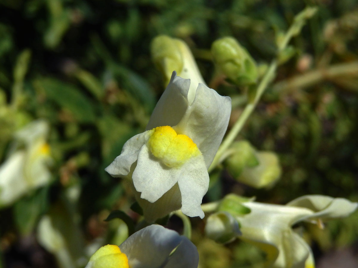 Hledík (Antirrhinum siculum Mill.)