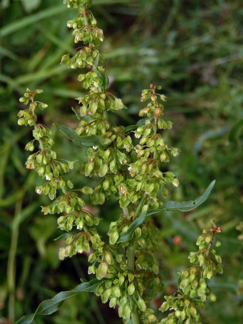 Šťovík kadeřavý (Rumex crispa L.)