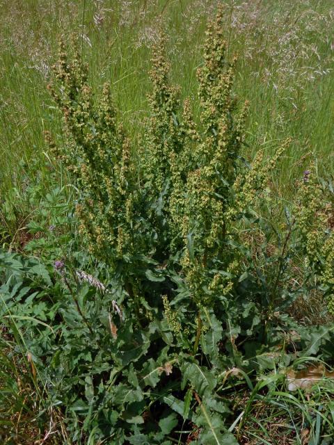 Šťovík kadeřavý (Rumex crispa L.)