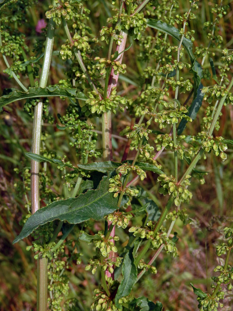 Šťovík kadeřavý (Rumex crispa L.)