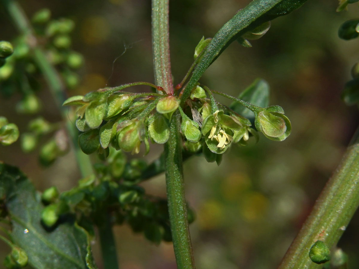 Šťovík kadeřavý (Rumex crispa L.)