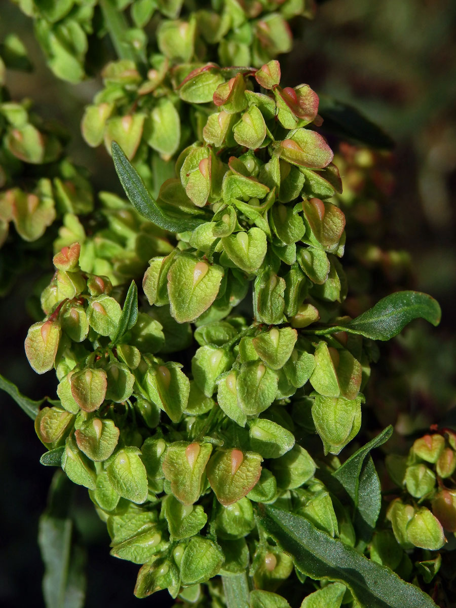 Šťovík kadeřavý (Rumex crispa L.)