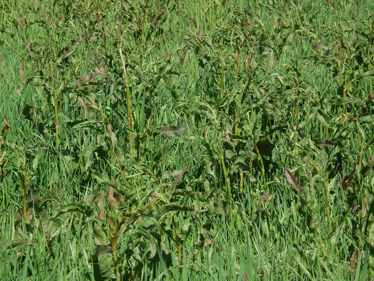 Šťovík kadeřavý (Rumex crispa L.)