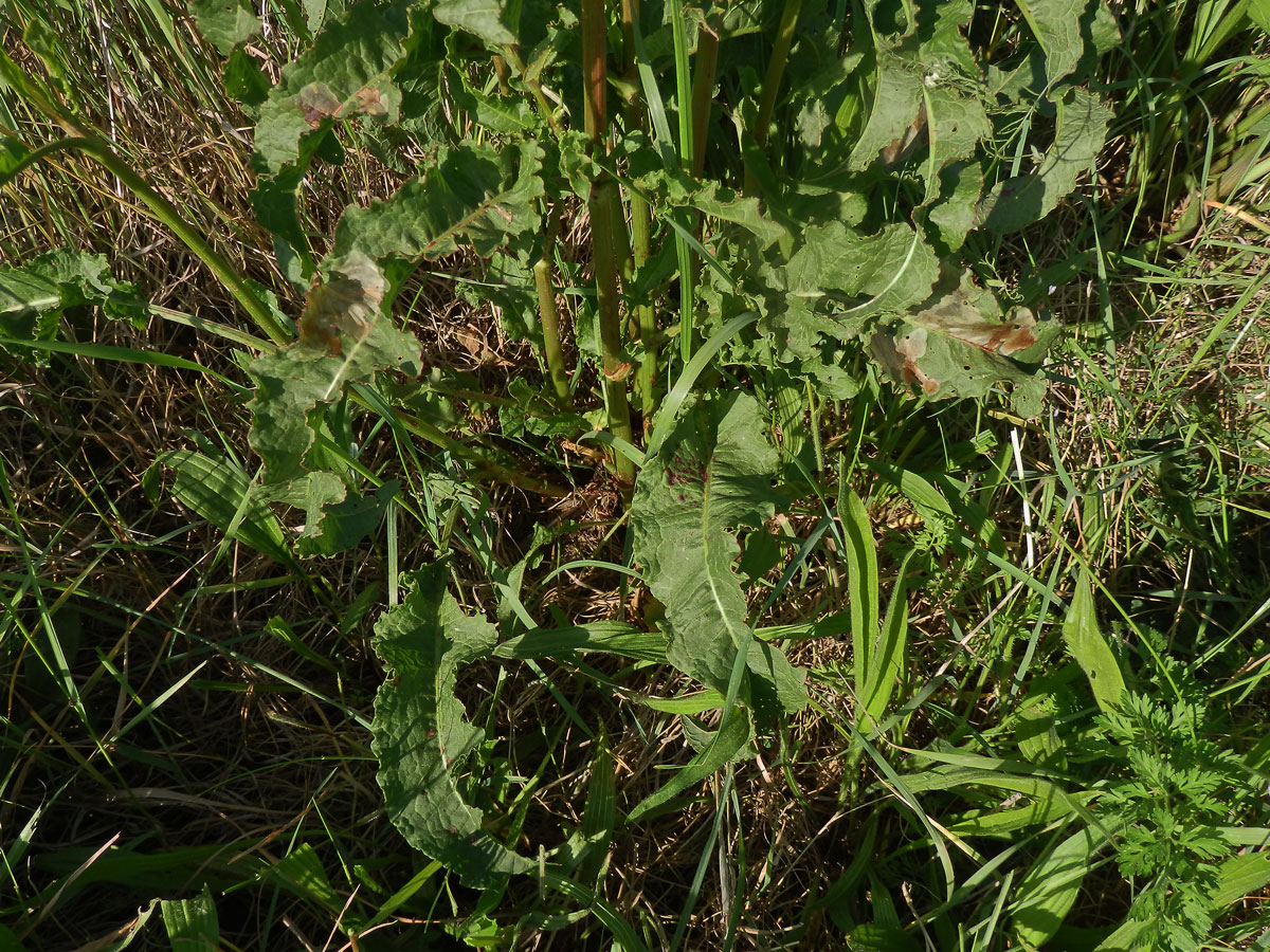 Šťovík kadeřavý (Rumex crispa L.)