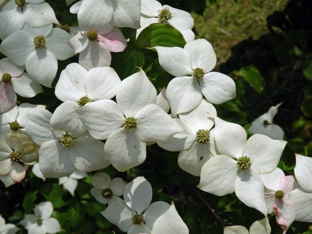 Svída japonská (Cornus kousa Buerg.) Hance)