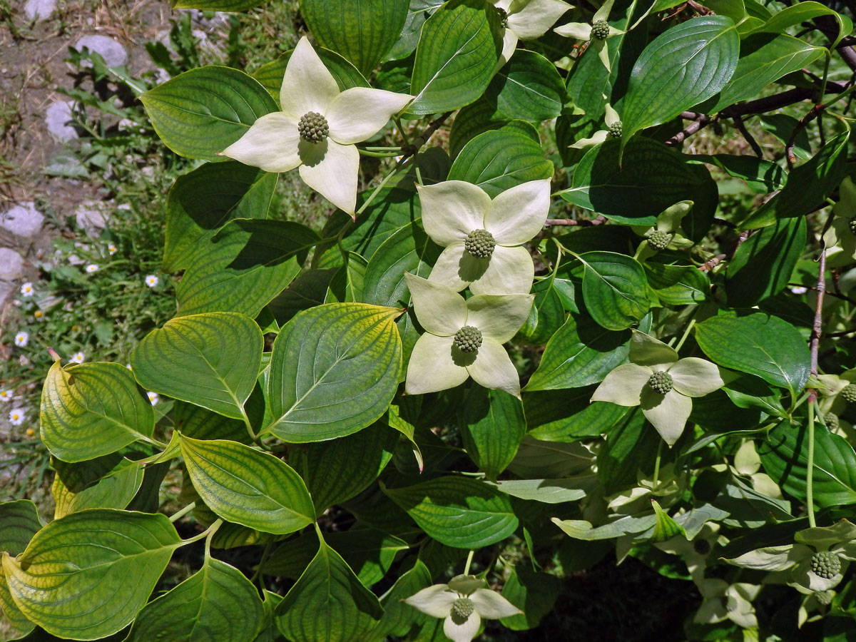 Svída japonská (Cornus kousa Buerg.) Hance)