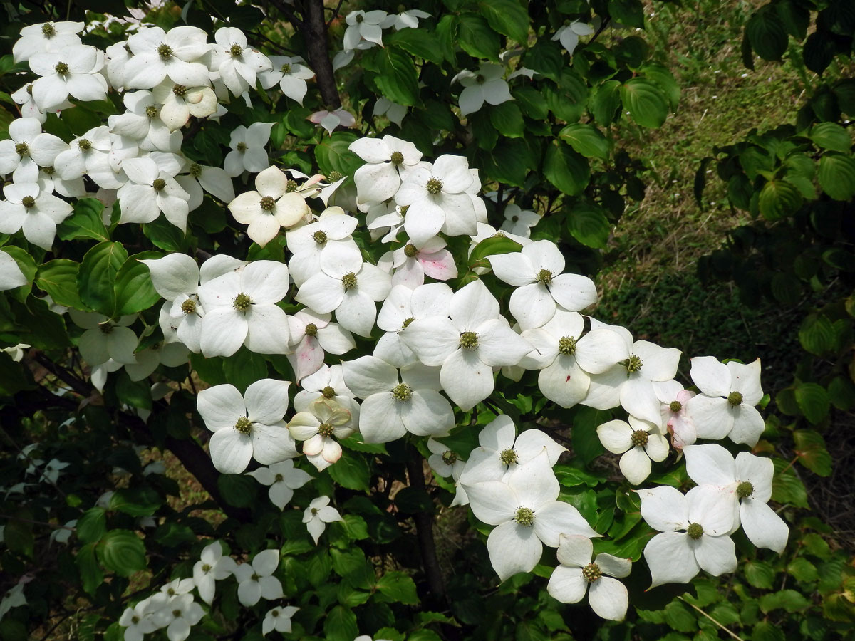 Svída japonská (Cornus kousa Buerg.) Hance)