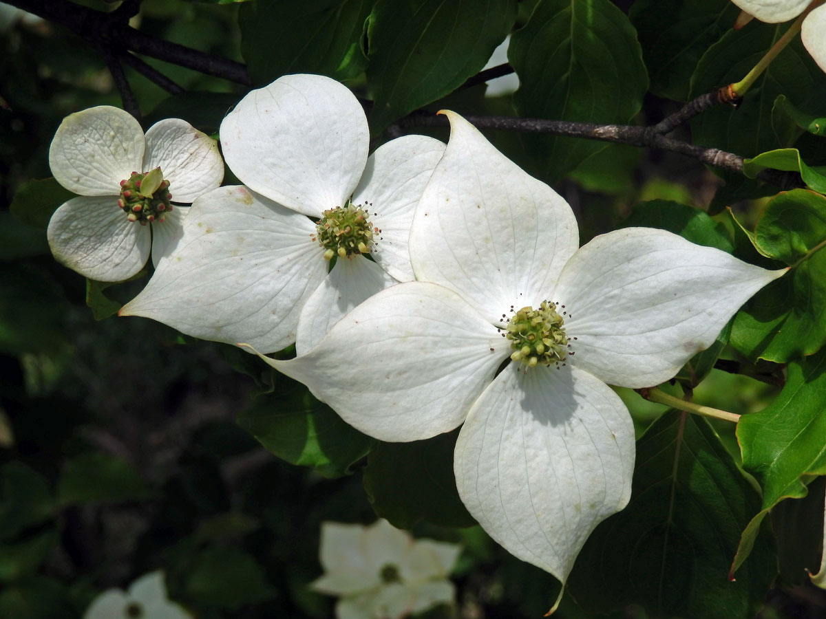 Svída japonská (Cornus kousa Buerg.) Hance)