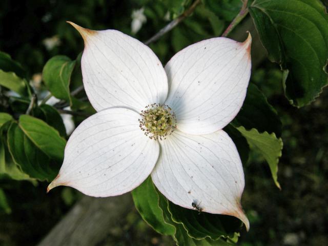 Svída japonská (Cornus kousa Buerg.) Hance)