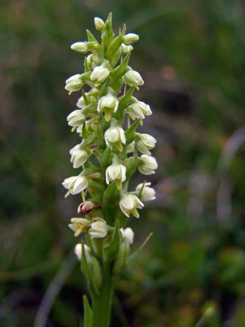 Běloprstka bělavá (Pseudorchis albida (L.) Á. Love et D. Love)