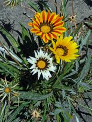 Gazánie zářivá (Gazania rigens (L.) Gaertn.)