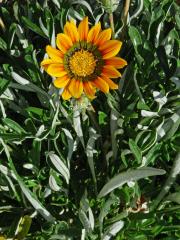 Gazánie zářivá (Gazania rigens (L.) Gaertn.)