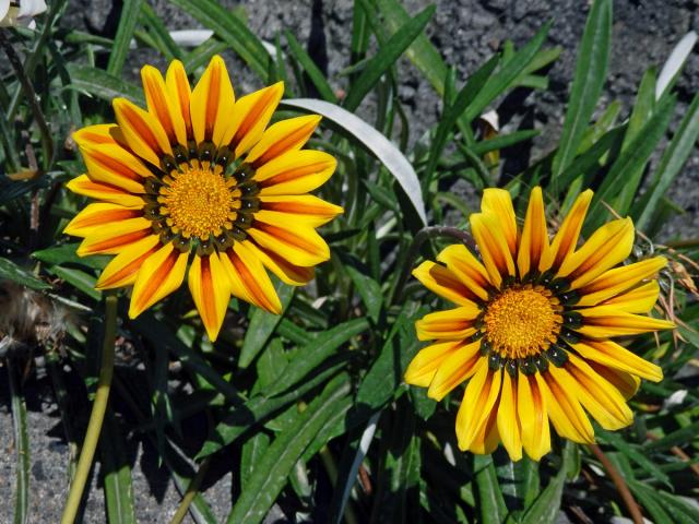 Gazánie zářivá (Gazania rigens (L.) Gaertn.)