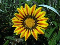 Gazánie zářivá (Gazania rigens (L.) Gaertn.)