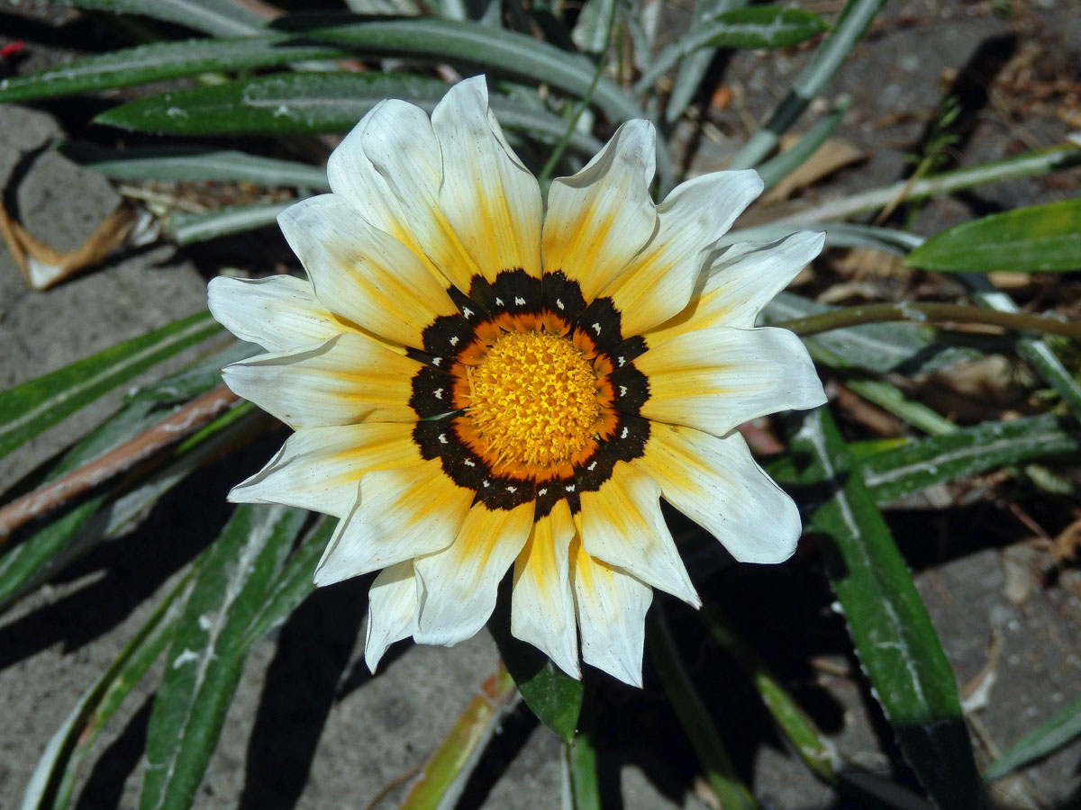 Gazánie zářivá (Gazania rigens (L.) Gaertn.)