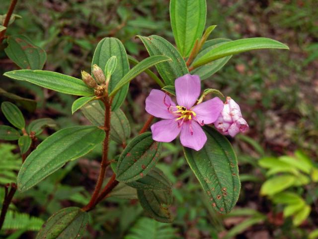 Odule malabarská (Melastoma malabathricum L.)