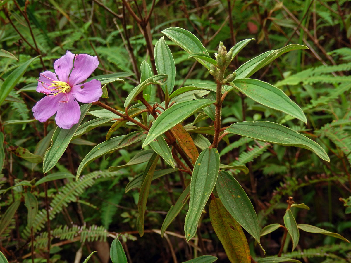 Odule malabarská (Melastoma malabathricum L.)