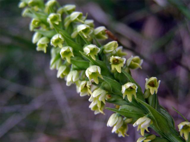 Běloprstka bělavá (Pseudorchis albida (L.) Á. Love et D. Love)