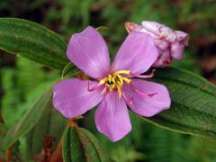 Odule malabarská (Melastoma malabathricum L.)