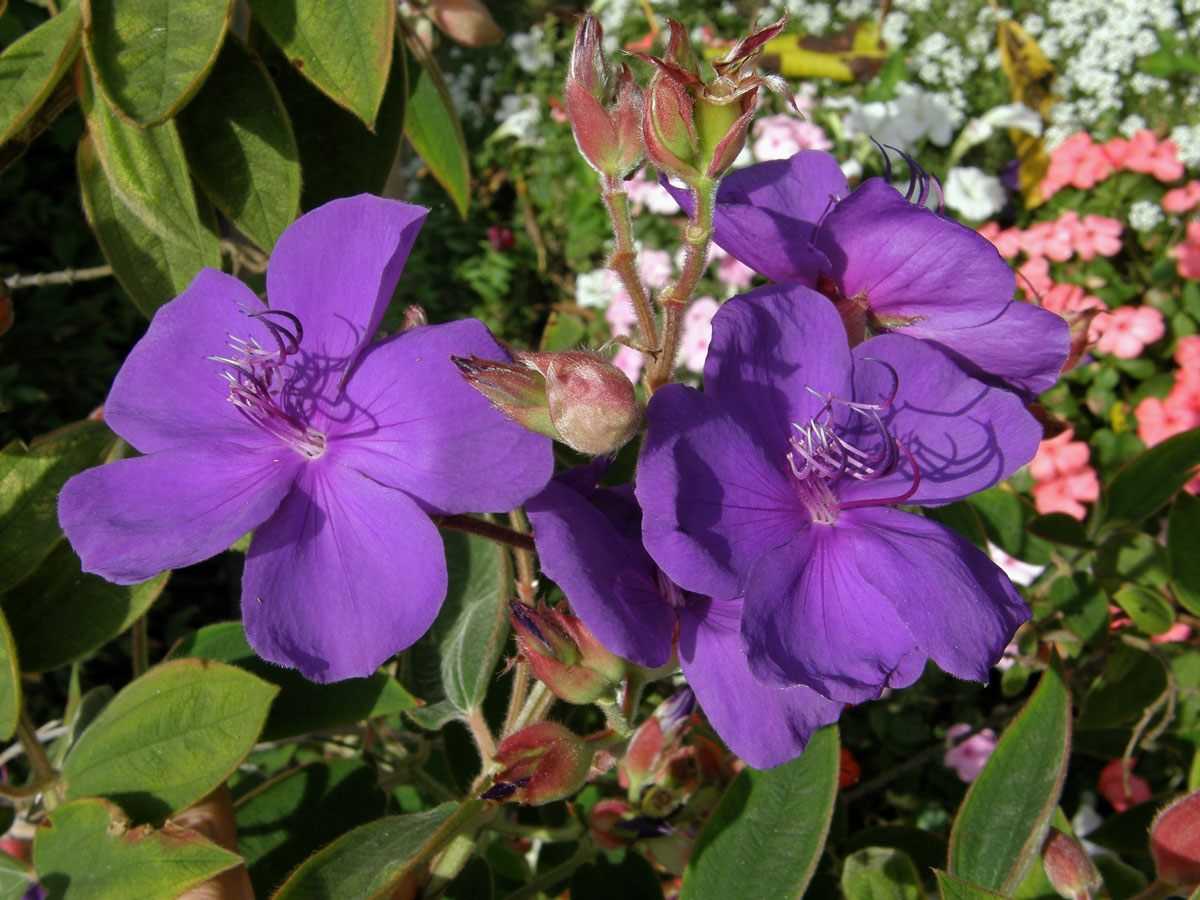 Tibouchina urvilleana (DC.) Cogn.