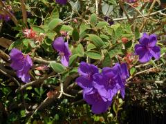 Tibouchina urvilleana (DC.) Cogn.