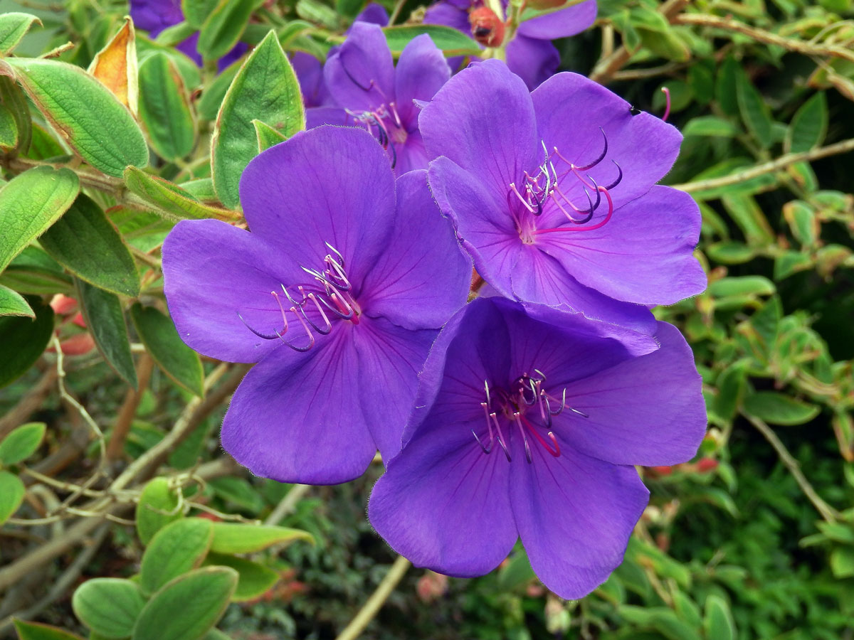 Tibouchina urvilleana (DC.) Cogn.