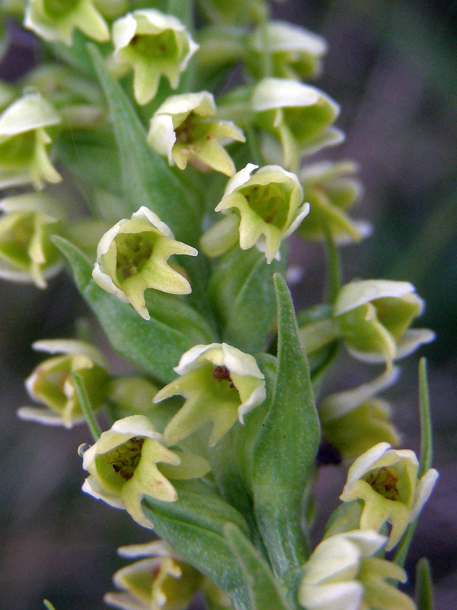 Běloprstka bělavá (Pseudorchis albida (L.) Á. Love et D. Love)