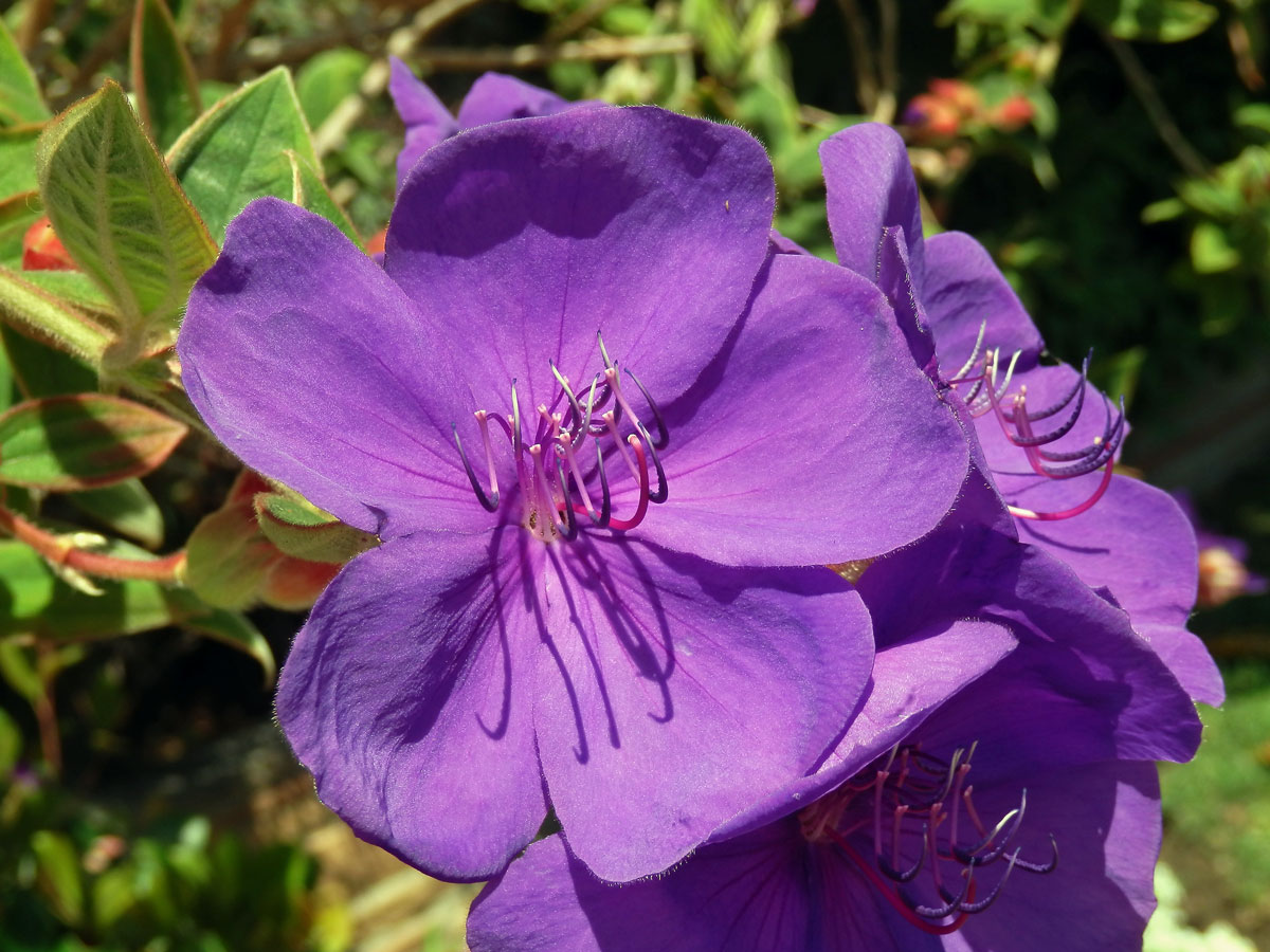 Tibouchina urvilleana (DC.) Cogn.