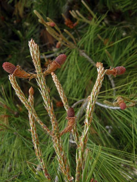 Borovice halepská (Pinus halepensis P. Miller)