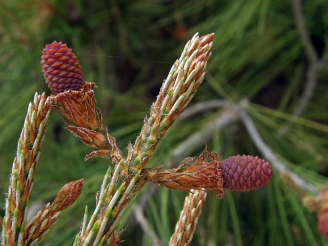 Borovice halepská (Pinus halepensis P. Miller)