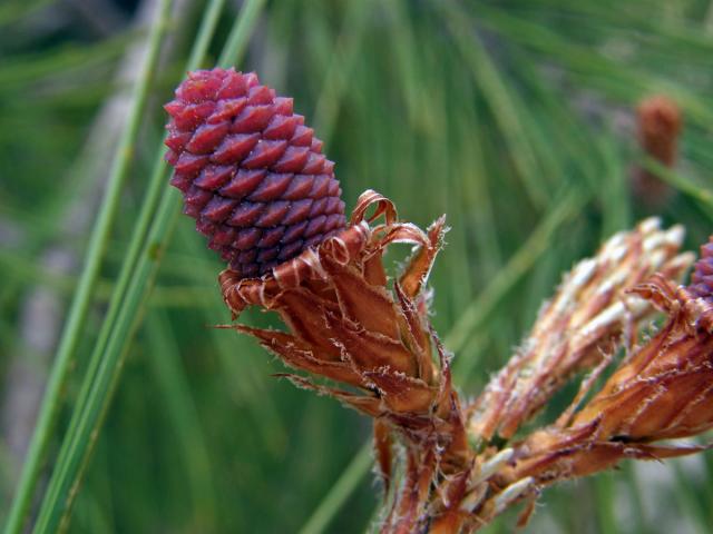 Borovice halepská (Pinus halepensis P. Miller)