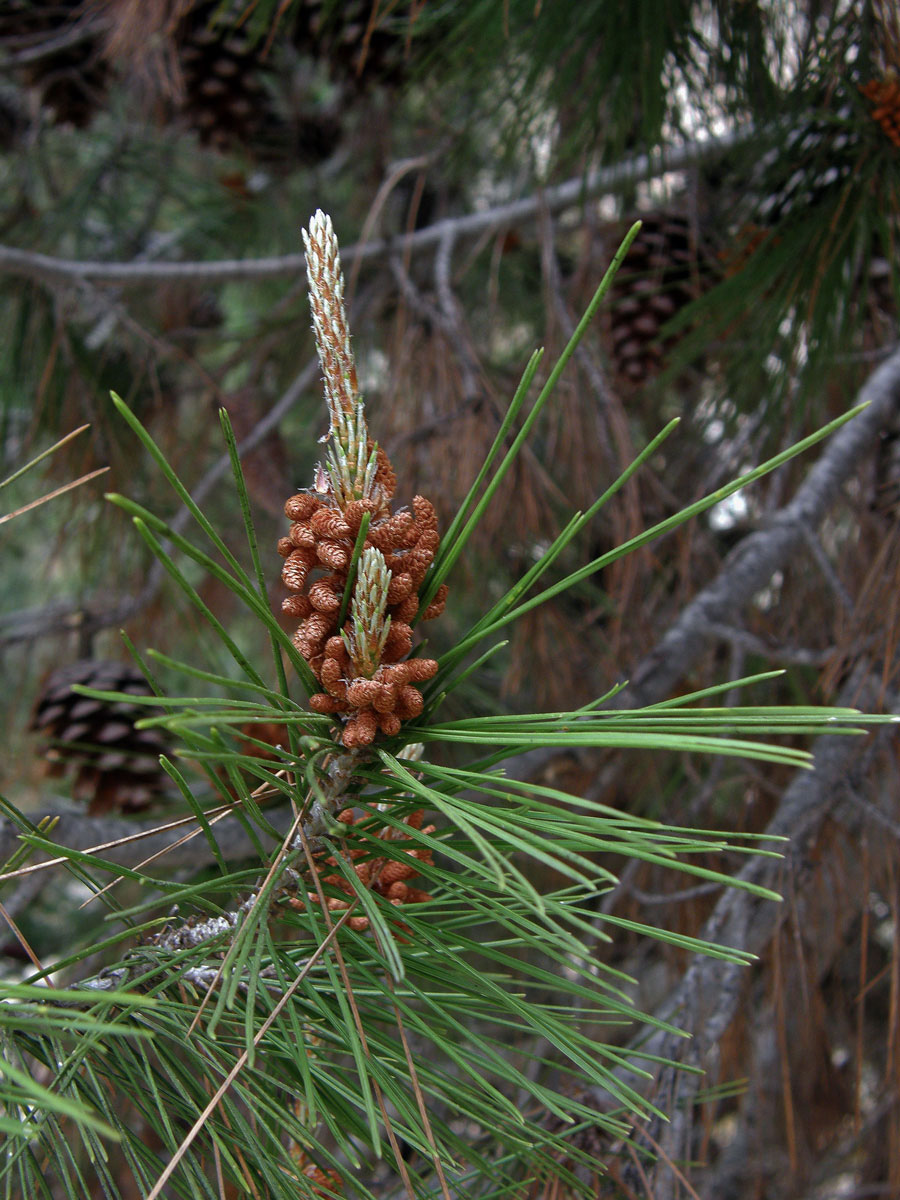 Borovice halepská (Pinus halepensis P. Miller)