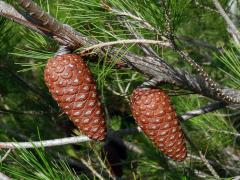 Borovice halepská (Pinus halepensis P. Miller)