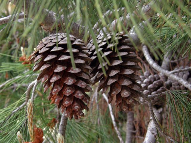 Borovice halepská (Pinus halepensis P. Miller)