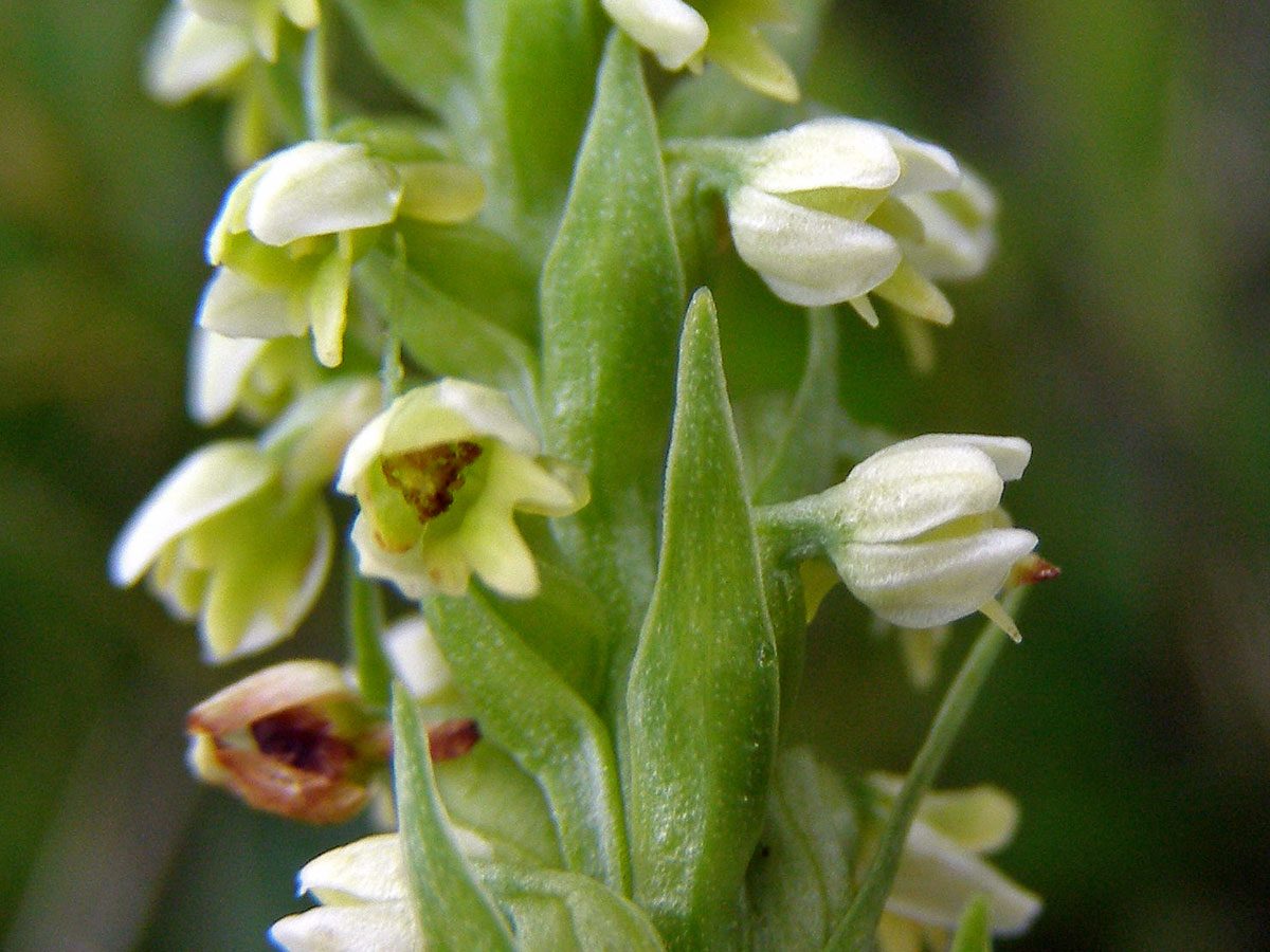 Běloprstka bělavá (Pseudorchis albida (L.) Á. Love et D. Love)