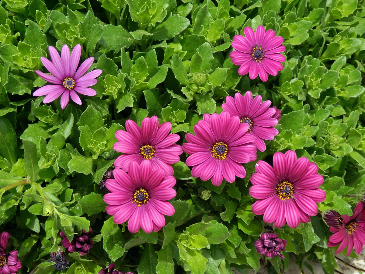 Osteospermum ecklonis (DC.) Norl.