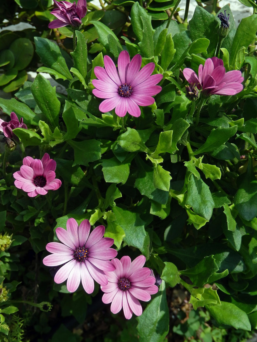 Osteospermum ecklonis (DC.) Norl.