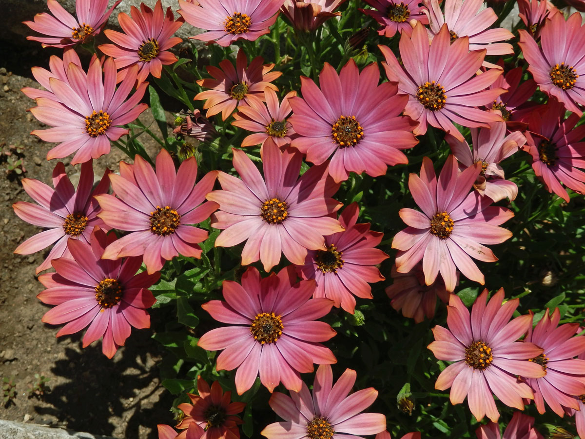 Osteospermum ecklonis (DC.) Norl.