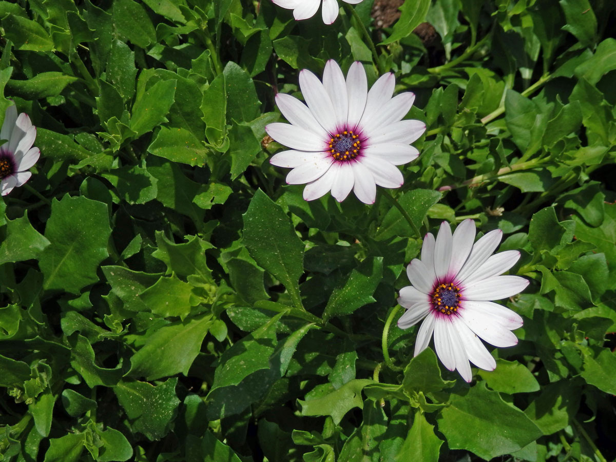 Osteospermum ecklonis (DC.) Norl.