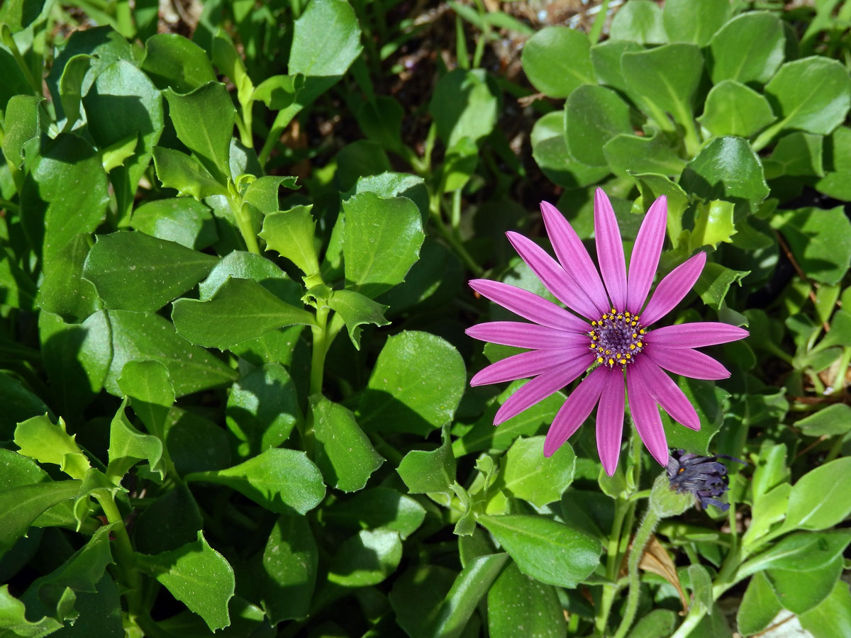 Osteospermum ecklonis (DC.) Norl.