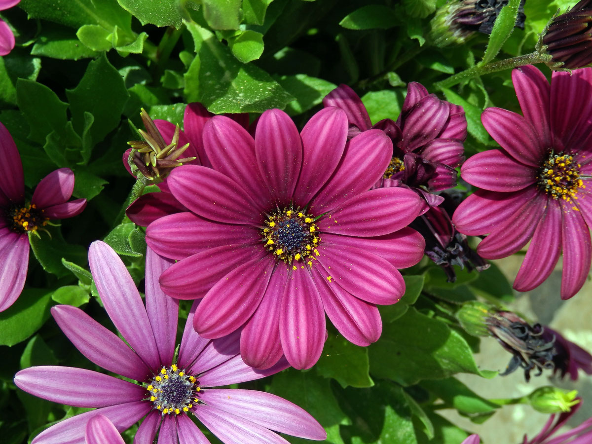 Osteospermum ecklonis (DC.) Norl.